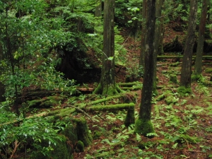 yakushima 0101