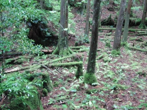 yakushima 0102