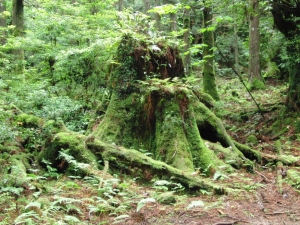 yakushima 0103