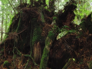 yakushima 0104