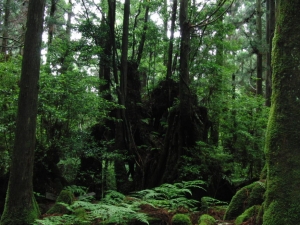 yakushima 0105