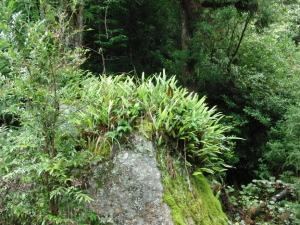 yakushima 0109