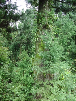 yakushima 0110