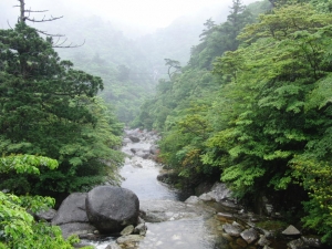 yakushima 0118