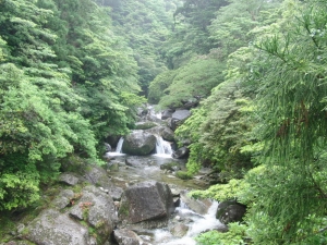 yakushima 0119