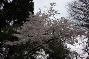 yamagata2 0002