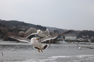 山形・宮城の旅（宮島）