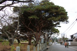 tsuwano hagi 096